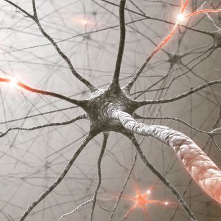 Synapsen im menschlichen Gehirn