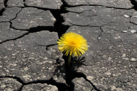 Risse im Asphalt